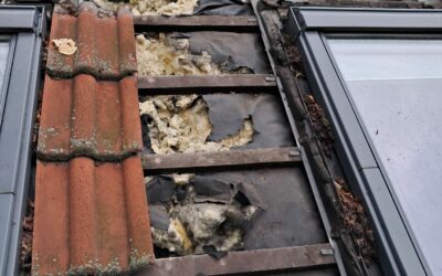 Jakie szkody robi kuna? Chora prawda prosto z poddasza